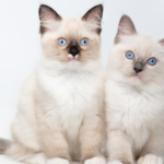 Perhatikan Hal-Hal Ini Sebelum Memelihara Kucing untuk Pemula