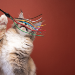 Perlengkapan yang Diperlukan Merawat Kucing