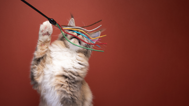 Perlengkapan yang Diperlukan Merawat Kucing