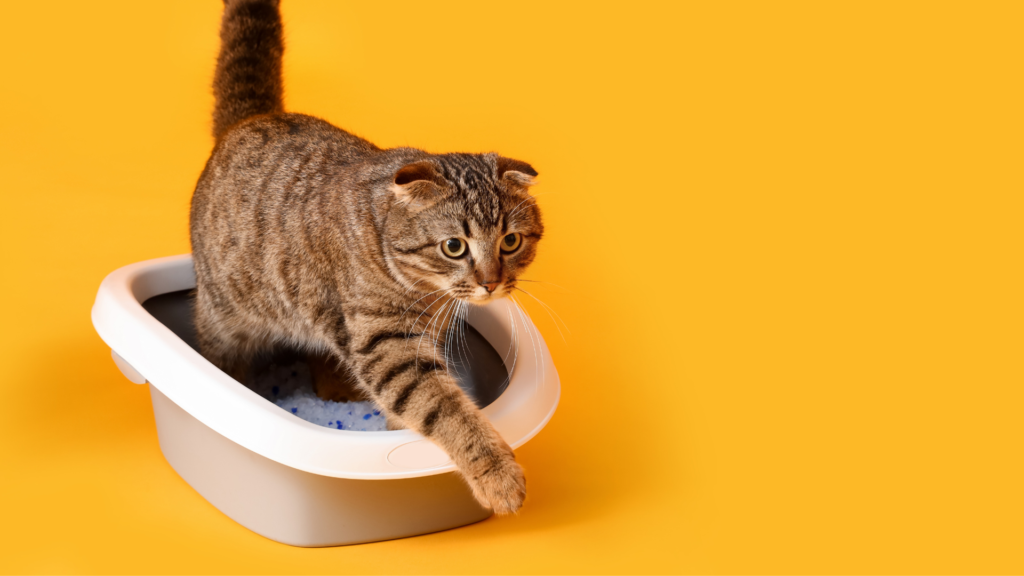 Biar Rumah Tidak Bau Pesing Kucing