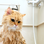 Rekomendasi Sampo untuk Kucing