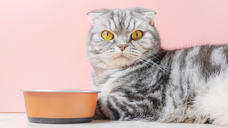Top 10 Rekomendasi Makanan Adult Kucing