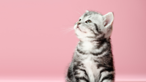 Top 10 Rekomendasi Makanan Kitten Kucing