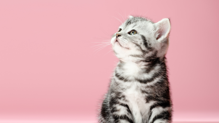 Top 10 Rekomendasi Makanan Kitten Kucing