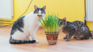 Manfaat Catnip untuk Kucing