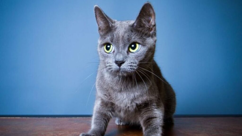 Tanda-Tanda Kucing Stres yang Perlu Kamu Ketahui