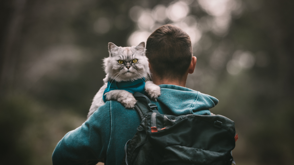 Kucing Paling Cocok Berdasarkan Kepribadianmu!