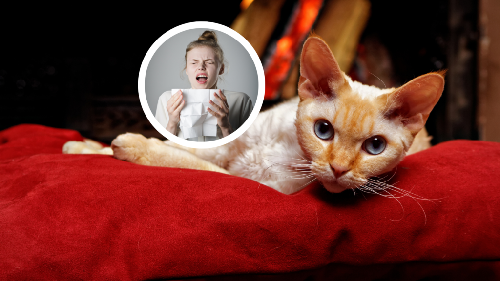 Kucing Hipoalergenik: Untuk Pecinta Kucing yang Alergi