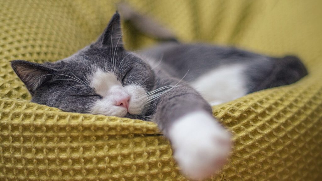 Rahasia di Balik Dengkuran Kucing: Apa Maknanya?