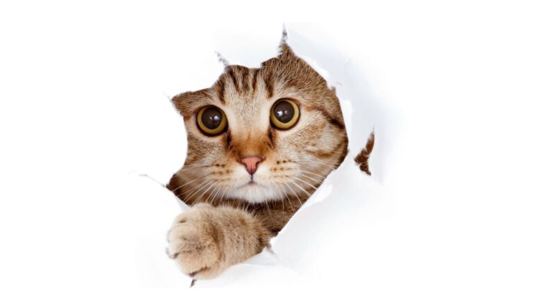 5 Kucing Terbaik yang Bisa Kamu Pelihara di Tahun 2025