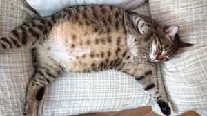 Merawat Kucingmu yang Hamil Tetap Sehat dan Bahagia