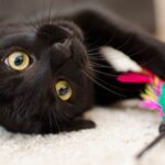 Inilah Mainan Interaktif Terbaik untuk Kucing!