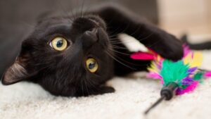 Inilah Mainan Interaktif Terbaik untuk Kucing!