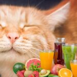 Jus Buah untuk Kucingmu Sehat!