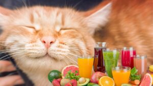 Jus Buah untuk Kucingmu Sehat!