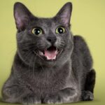 Bahasa Rahasia Kucing: Suara yang Harus Kamu Pahami!