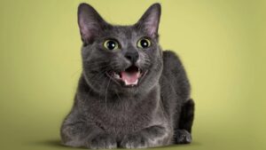 Bahasa Rahasia Kucing: Suara yang Harus Kamu Pahami!