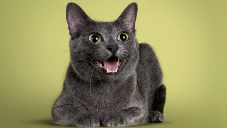 Bahasa Rahasia Kucing: Suara yang Harus Kamu Pahami!