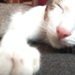 Tanda Kucing Mendekati Kematian