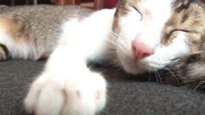 Tanda Kucing Mendekati Kematian