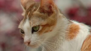 Asal Usul Kucing di Dunia!