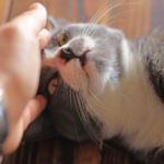 Cat Distribution System: Teori Internet Kalau Kucing Memilih Majikannya Sendiri