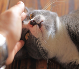 Cat Distribution System: Teori Internet Kalau Kucing Memilih Majikannya Sendiri