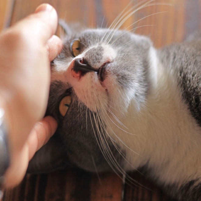 Cat Distribution System: Teori Internet Kalau Kucing Memilih Majikannya Sendiri